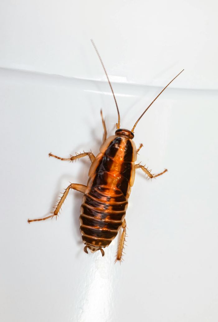 Cockroach — why cockroaches keep coming back in Kigali homes