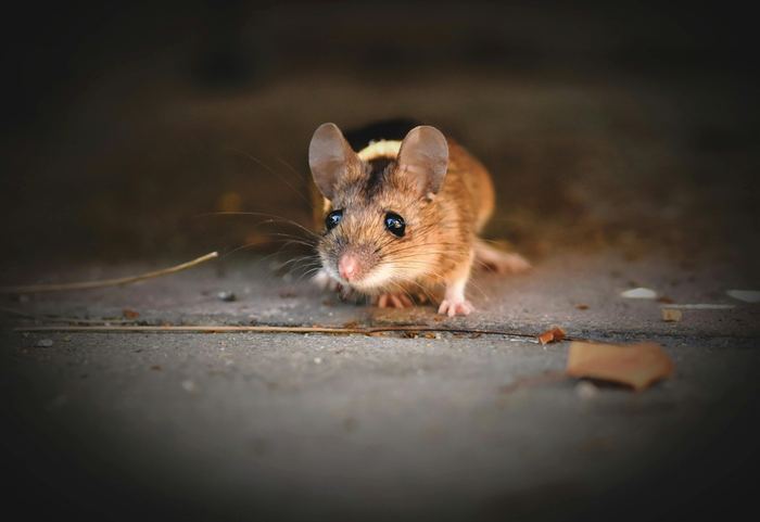 Rodent control Kigali hantavirus